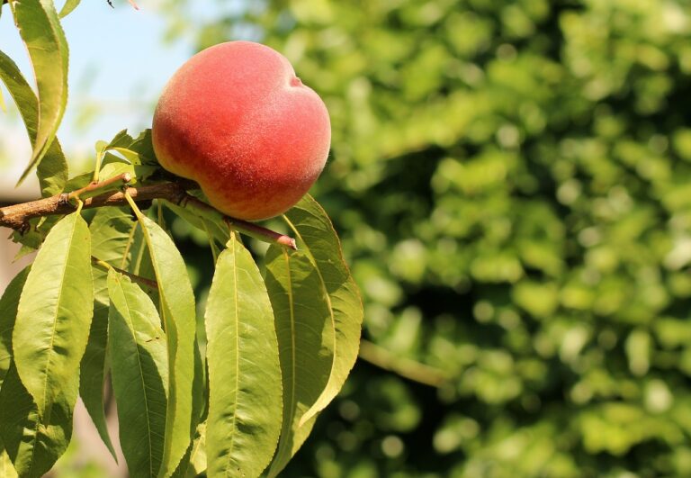 Exploring Food Distribution Models for Sustainable Urban Agriculture